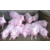 山东仔猪市场批发价格下滑 良种生猪母猪基地低价供应出售缩略图1
