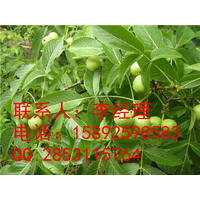 绵阳核桃苗种植基地，价格优惠，量大从优