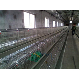 蛋鸡养殖鸡笼价格|蛋鸡养殖鸡笼|牧辰畜牧