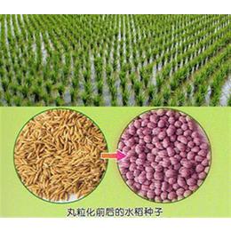 种子编织/干燥机、潍坊晟海农业、晟海种子成套设备批发缩略图