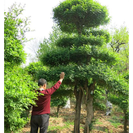 对节白蜡、对节白蜡大树、聚源园林(多图)