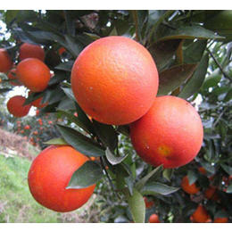 钦州大量血橙苗出售_钦州哪有血橙苗批发_钦州血橙苗基地销售