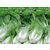 供应    早生白菜苔种子缩略图3