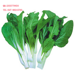 供应  早熟 白菜苔种子 厂家供应