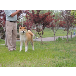 纯种秋田犬|巨洲犬舍(在线咨询)|姑苏区秋田犬