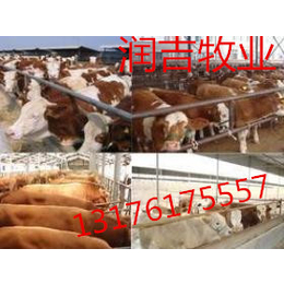 肉牛养殖产品报告