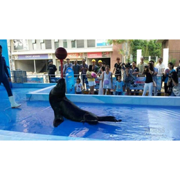 海洋动物租赁公司出租大中小型海洋展览海狮表演