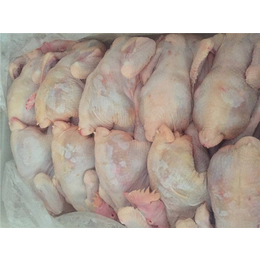 童子鸡供货商|永和禽业(在线咨询)|潍坊童子鸡