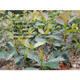 湖南两年生油茶苗_长沙油茶苗_【新胜油茶】