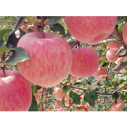 景盛果业(图),洛川苹果报价,洛川苹果