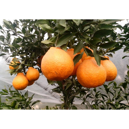 重庆柑橘树苗基地 重庆柑橘树苗价格 重庆柑橘树苗批发