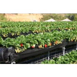 温室大棚草莓有机无土种植技术