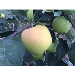 德尔克夫苹果价位|德尔克夫苹果|康霖现代农业
