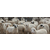北京盐池滩羊销售北京盐池滩羊价格缩略图2