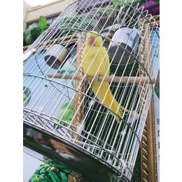 暖场百鸟展资源出租百鸟园提供各种鸟类珍禽方案报价
