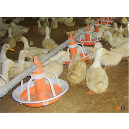 山东机械禽用设备鸭用饲养食盘设备