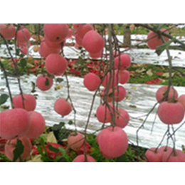 景盛果业(图),陕西洛川苹果基地,洛川苹果