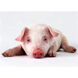 猪发酵饲料可以让猪提前出栏