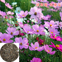 上海波斯菊种子多少钱一斤、快活林苗木(在线咨询)、波斯菊种子