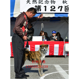 纯种秋田犬_巨洲犬舍(在线咨询)_太仓秋田犬