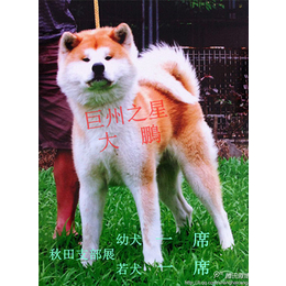 日本秋田犬价格,巨洲犬舍(在线咨询),江苏秋田犬