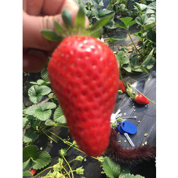草莓苗,乾纳瑞农业科技优惠价,草莓苗新品种