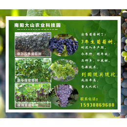大山生态园三年葡萄树批发价格(图)|濮阳葡萄苗|葡萄苗