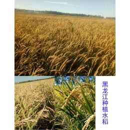 葫芦岛有机肥,拜农中药叶面肥,有机水稻*有机肥
