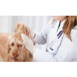 宠物诊疗、合肥宠物诊疗、安徽国宠宠物医院