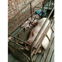 猪宝宝欢迎咨询(图)、母猪产床单体、铜川母猪产床