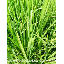 拜农中药叶面肥(多图)|有机水稻*有机肥|本溪有机肥