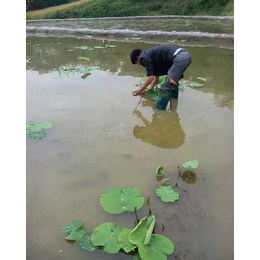 吉林藕池防渗膜_佳诺工程材料_藕池防渗膜厂家电话