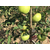 洛川苹果、康霖现代农业、洛川苹果专卖店缩略图1