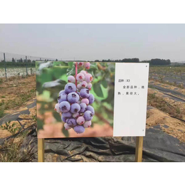 杭州蓝莓苗、信诺为民苗木品质优、蓝莓苗培育