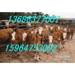 供应西门塔尔牛多少钱一头基础母牛商品牛价格