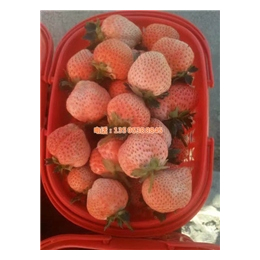 九九草莓苗基地、乾纳瑞(在线咨询)、包头草莓苗基地