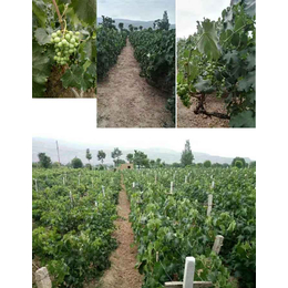 拜农中药叶面肥,贵港叶面肥,葡萄栽培上如何使用叶面肥