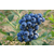 蓝莓苗栽培、兴山蓝莓苗、重庆百色农业缩略图1