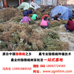 软枣猕猴桃苗价格|猕猴桃树种植(在线咨询)|南京猕猴桃