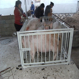 福建南平1吨_1000kg动物地磅秤 屠宰场称重畜牧秤