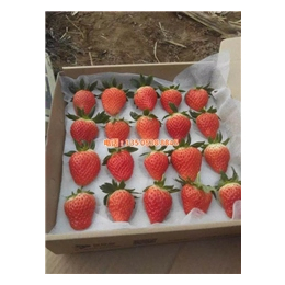 儋州草莓苗批发、乾纳瑞、妙香草莓苗批发