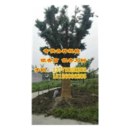 1.5公分银杏树价格_十万亩银杏(在线咨询)_银杏