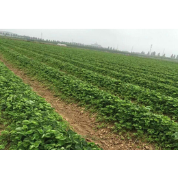 盆栽草莓苗|草莓苗|乾纳瑞农业科技欢迎您