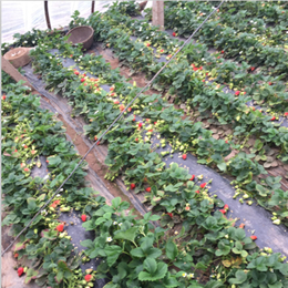 草莓苗|乾纳瑞农业科技服务好|盆栽草莓苗包邮