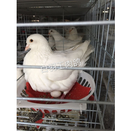 郑州鸽子场鸽子养殖技术鸽子批发种鸽批发缩略图