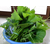 绿色健康专吃南瓜茎叶新品种绿健缩略图3