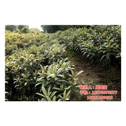 吴中区东山繁茂苗木场(图),枇杷苗出售,台州枇杷苗