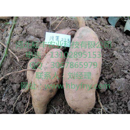 漳州徐薯18红薯行情 漳州徐薯18红薯品种