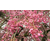 江西供应八重红枝垂樱 红垂枝条樱 红樱 珍稀八重樱花小苗缩略图1