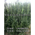 红豆杉树苗,红豆杉,【青田曼地亚】缩略图1